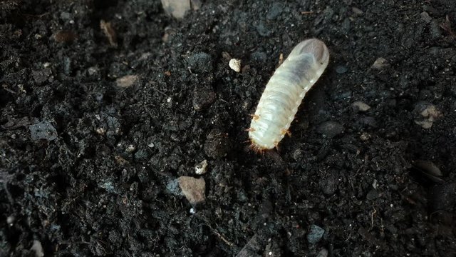 Big white insect Beetle grub worm on top of soil digging down into the ground.