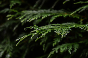 fern in forest