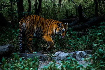 Naklejka na ściany i meble bengal tiger walking