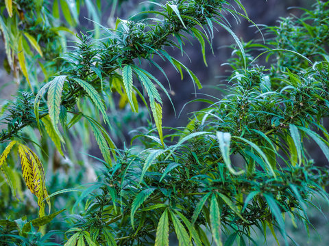  Detailed view of lush cannabis plant with vibrant green leaves and buds in an outdoor environment.