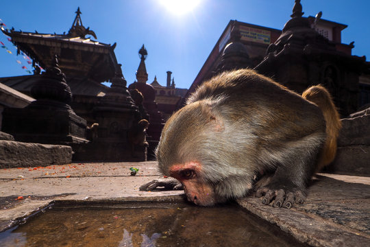 Monkey drinks from puddle at ancient temple under bright sun, surrounded by traditional architecture, Swayambhunath stupa in Kathmandu, Nepal 