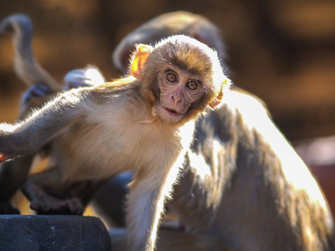 Sitting monkey on Swayambhunath stupa in Kathmandu, Nepal
