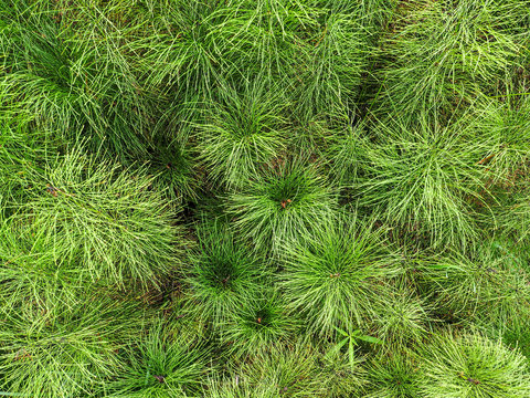 Dense growth of Equisetum horsetail plants creating a vivid green pattern in nature from above.