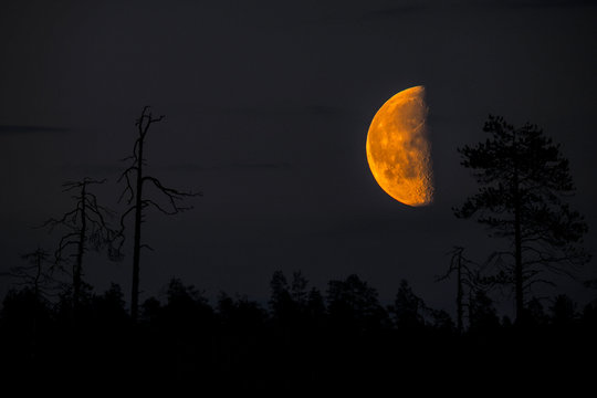 Eerie Half-Moon Glowing Orange Over a Silhouetted Peat Bog Forest at Night, Capturing a Mysterious Atmosphere