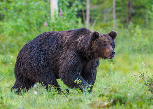 Brown bear (Ursus arctos) in the colorful fall tundra and surrounded by favorite soap berries
