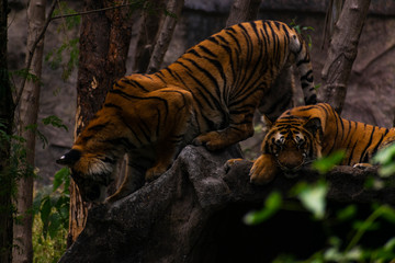 Tigers taking rest