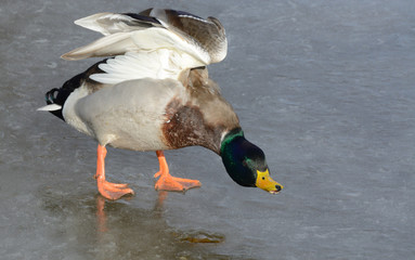 Mallard duck or Anas platyrhynchos stretching out wings and neck while standing on ice of frozen winter lake