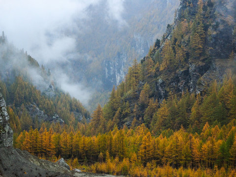 Misty forest on the mountain slope in a nature reserve. Alps