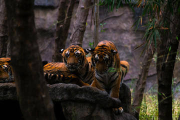 tigers in hive