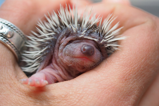 Cute hedgehog on hands