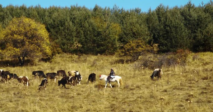 Cows in the mountain in autumn
