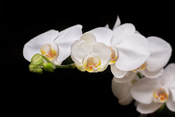 Several white orchids on a black background