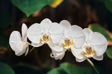 Naklejka na ściany i meble Several white orchids on a dark defocused background