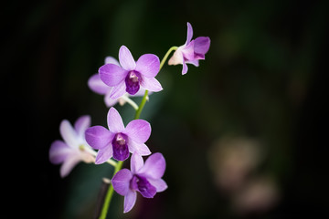 Fototapeta na wymiar Several violet orchids on a green background