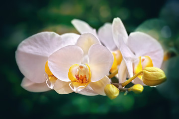 Fototapeta na wymiar White and yellow orchid macro with green background