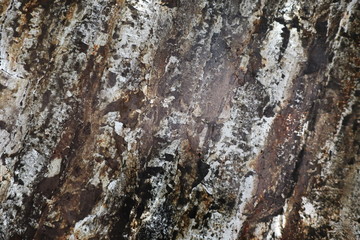 bark of a tree