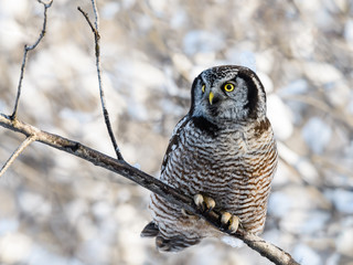 Northern Hawk Owl Closeup Portrait in Winter