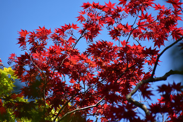 真っ赤な春もみじと青空