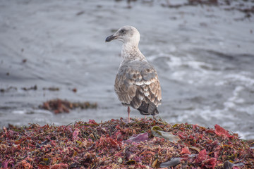 Gull standing on a mound of seaweed washed up on an ocean beach.