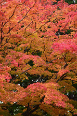 紅葉したモミジ