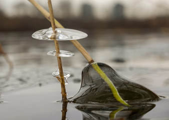 ice formation covering plants in the river