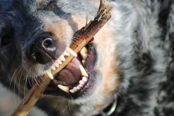 Cattle dog fetching stick at beach.