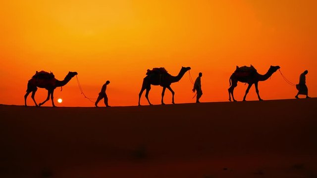 Cameleers, camel Drivers at sunset. Thar desert on sunset Jaisalmer, Rajasthan, India.
