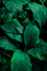 leaves of Spathiphyllum cannifolium, abstract green texture, nature background, tropical leaf