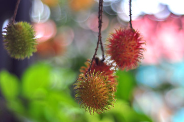 rambutan on bokeh background