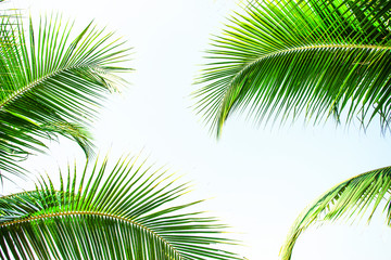 tropical palm leaf background, coconut palm trees perspective view