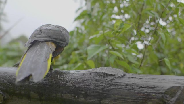 Black and Yellow Crested Oropendola is Standing on a Wooden Log Eating a Piece of Bananas
