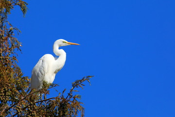 나뭇가지에 앉아 있는 새 한마리