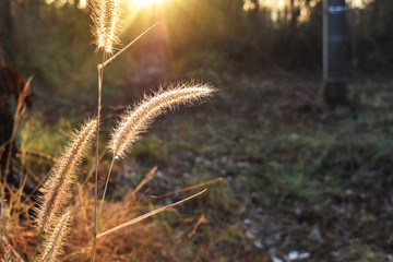 The tall grass in the rays of the rising sun