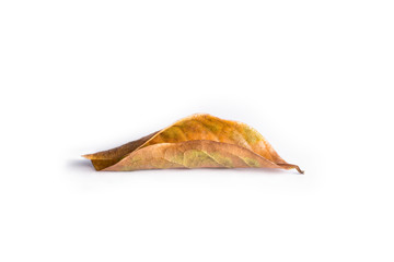 dry leaf isolated on white background