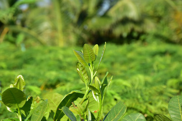 cashew nut put forth leave-buds.