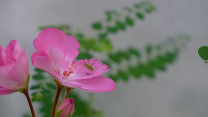 Insect on flower