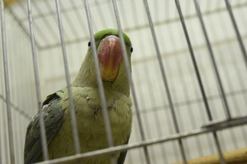 Parrot