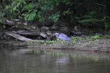 A great blue heron in a swamp