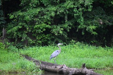 A great blue heron in a swamp