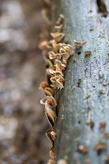 Schmetterlings Tramete (Trametes versicolor) Pilz am Baum Stamm
