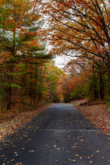 Fototapeta na wymiar Country Road with Fall Trees