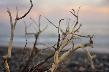 Driftwood