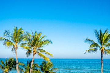 Fototapeta na wymiar coconut palm trees with blue sky