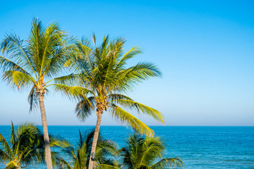 coconut palm trees with blue sky