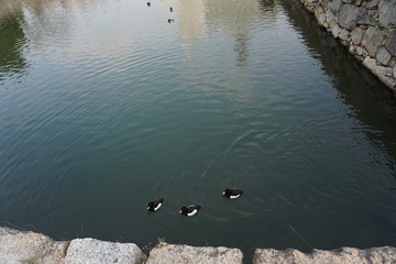 きれいな白黒のキンクロハジロ