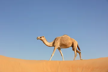 Fotobehang A sand colored dromedary camel walking on a dune in the Empty Quarters desert. Abu Dhabi, United Arab Emirates. © Kertu