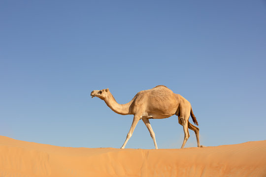 A sand colored dromedary camel walking on a dune in the Empty Quarters desert. Abu Dhabi, United Arab Emirates.