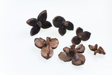 冬の森で拾った椿の殻