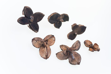 冬の森で拾った椿の殻