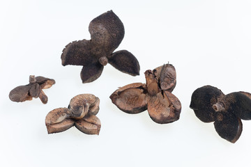 冬の森で拾った椿の殻